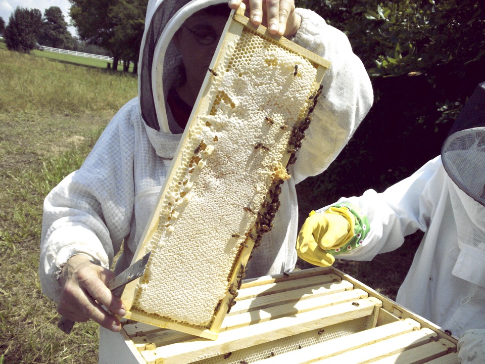 Vissza nem térítendő méhészeti támogatások a Magyar Méhészeti Nemzeti Program alapján.